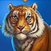 Символ Амурский тигр в Tiger Tiger