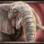 Символ Слон в Savanna Roar