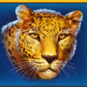 Символ Леопард в Lucky Lions
