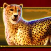Символ Гепард в Safari King