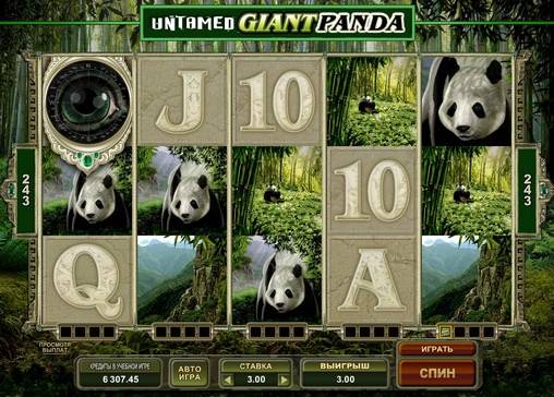 Untamed Giant Panda